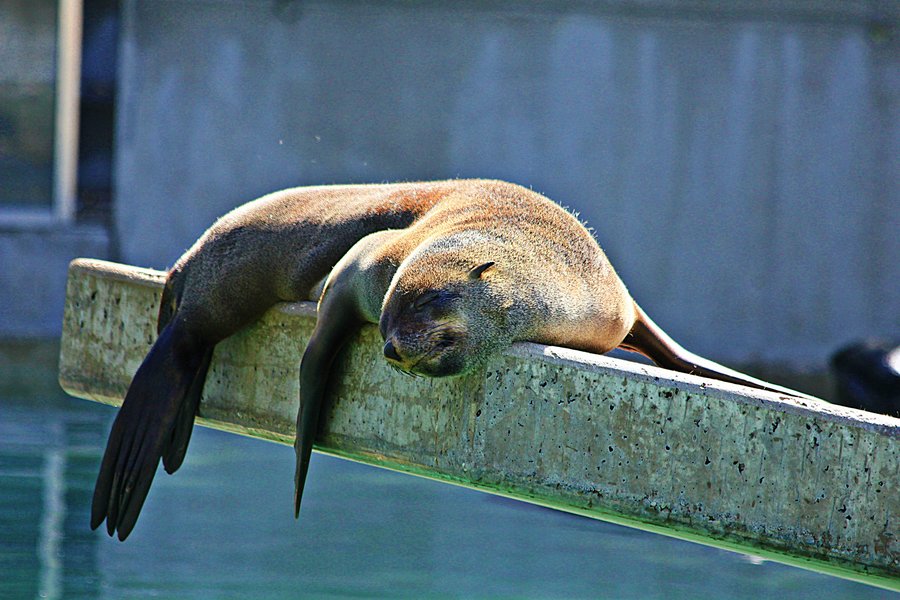 sleepingseal Swimming World News